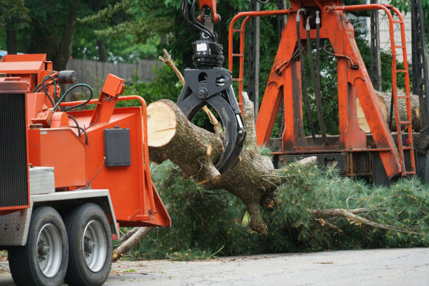 Professional  Tree Services in Valley Mills, TX