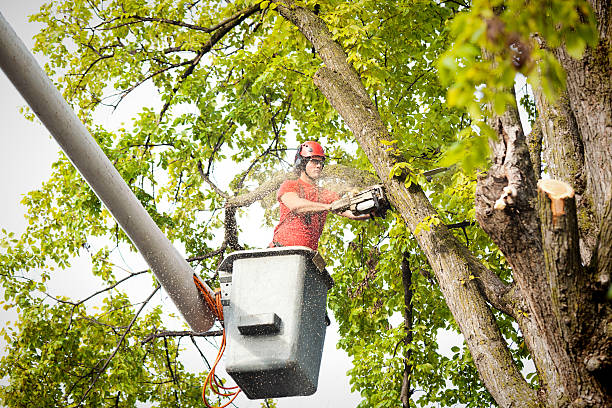  Valley Mills, TX Tree Services Pros